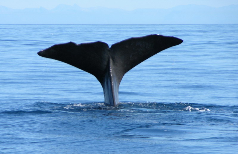 Baleine en Norvège